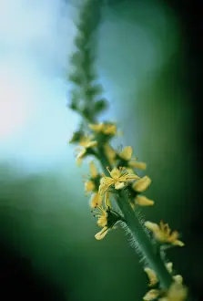 Agrimony: Agrimony