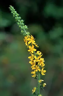 Agrimony: Agrimony / Agremony