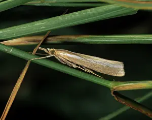Pyralidae: Agriphila tristella moth