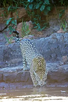 Jaguars: aguar walking and drinking relaxing on the edge