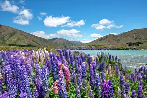 Humilis: Ahuriri River, purple flowering Large-leaved lupin