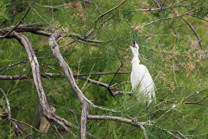 Garzetta: Aigrette garzette (Egretta garzetta) in a tree