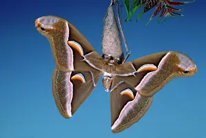 Cynthia: Ailanthus / Cynthia Silkmoth - on its cocoon