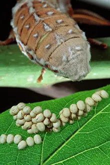 Cynthia: Ailanthus / Cynthia Silkmoth - female laying its