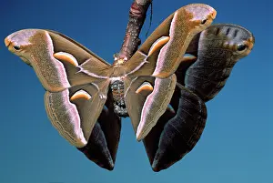Cynthia: Ailanthus / Cynthia Silkmoth - on femaleIs cocoon