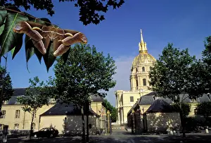 Cynthia: Ailanthus / Cynthia Silkmoth - on leaves in front