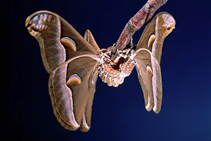 Cynthia: Ailanthus / Cynthia Silkmoth - mating on femaleIs cocoon