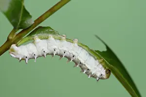 Larva: Ailanthus silkmoth (Samia cynthia) or ailanthus