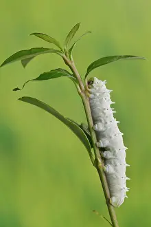 Larva: Ailanthus silkmoth (Samia cynthia) or ailanthus