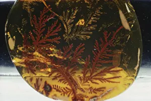 Pocket: Air in Amber