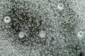 Bubbles: Air bubbles trapped in ice formed on a river during