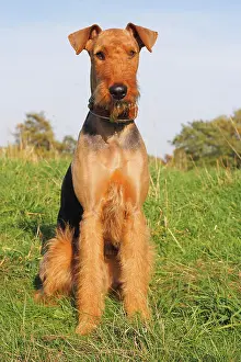 Airedale: Airedale Terrier, 2 years, sitting on grass, North
