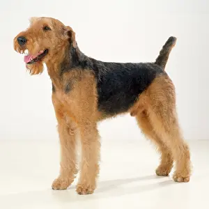 Airedale: AIREDALE TERRIER DOG