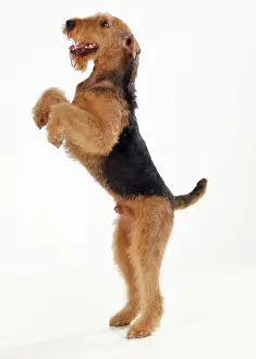 Airedale: Airedale Terrier Dog - on hind legs