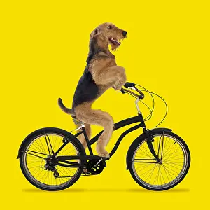 040718: Airedale Terrier Dog, riding bike. Digital manipulation