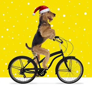 040718: Airedale Terrier Dog, riding bike wearing Christmas