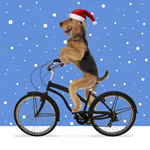 040718: Airedale Terrier Dog, riding bike wearing Christmas