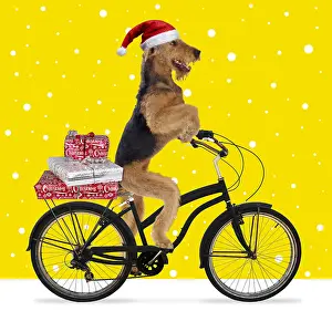 040718: Airedale Terrier Dog, wearing Christmas hat riding