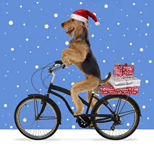 040718: Airedale Terrier Dog, wearing Christmas hat riding