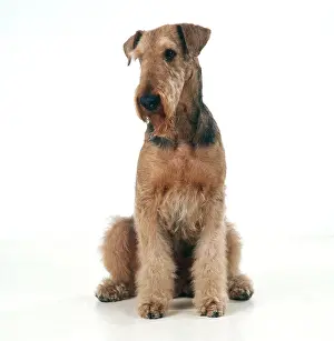 Airedale: AIREDALE TERRIER - SITTING