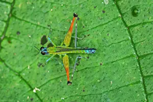 Airplane: Airplane Grasshopper, Rio Claro Reserve, Reserva