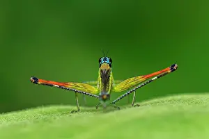 Airplane: Airplane Grasshopper, Rio Claro Reserve, Reserva