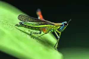 Airplane: Airplane Grasshopper, Rio Claro Reserve, Reserva