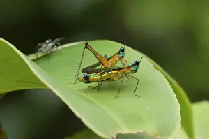 Airplane: Airplane Grasshoppers