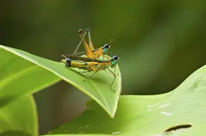 Airplane: Airplane Grasshoppers