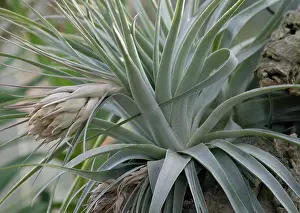 Graphic: Airplant
