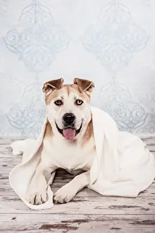 Wrapped: Akita or Akita Inu mix, dog wrapped in a blanket