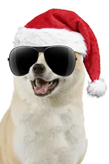 051119: Akita Dog, wearing Christmas hat and sunglasses mouth open