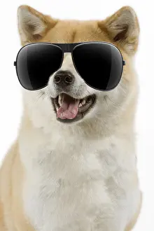 051119: Akita Dog, wearing sunglasses mouth open