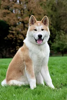 Akitas: Akita Inu dog