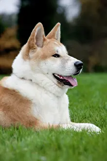 Akitas: Akita Inu Dog