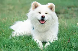 Relaxing: Akita Inu, long-haired