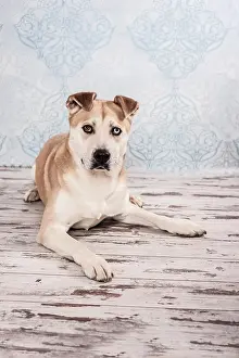 Akita: Akita Inu mixed-breed dog, lying