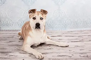 Akita: Akita Inu mixed-breed dog, lying