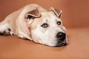 Akita: Akita Inu mixed-breed dog, lying