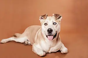 Akita: Akita Inu mixed-breed dog, lying