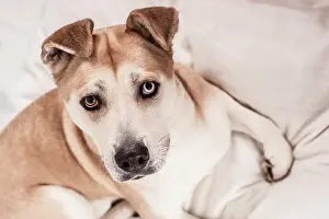 Akita: Akita Inu mixed-breed dog, lying in a dog bed