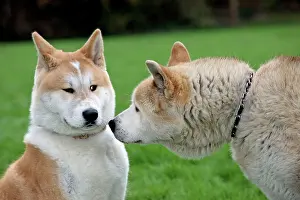 Akitas: Akita Inu -old and young dogs