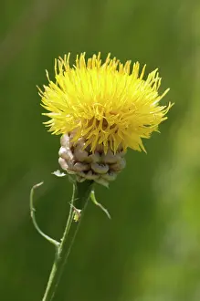 Centaurea: AKnapweed, Centaurea glastifolia, single head of