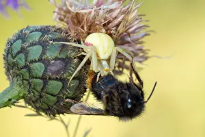 Bombus: al
