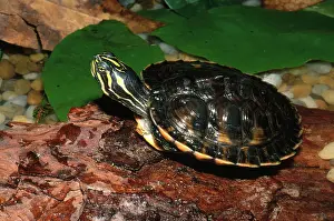 Chelonians: Alabama Redbelly Turtle