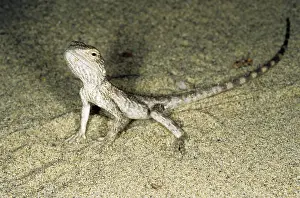 Karakum: Alarmed small Agamid lizard - during feeding at