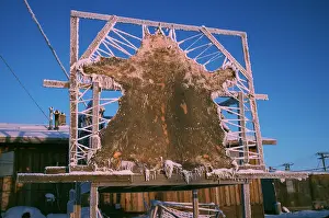 Trophy: Alaska - Barrow Polar Bear Skin