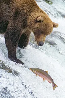 Brooks: Alaska, Brooks Falls. Grizzly bear at the top of