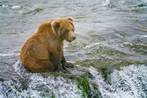 Brooks: Alaska, Brooks Falls. A grizzly cub sits at the