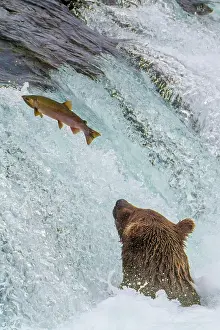 Brooks: Alaska, Brooks Falls. Grizzly ear at the base of